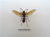 藏品(赭褐長腳蜂)的圖片